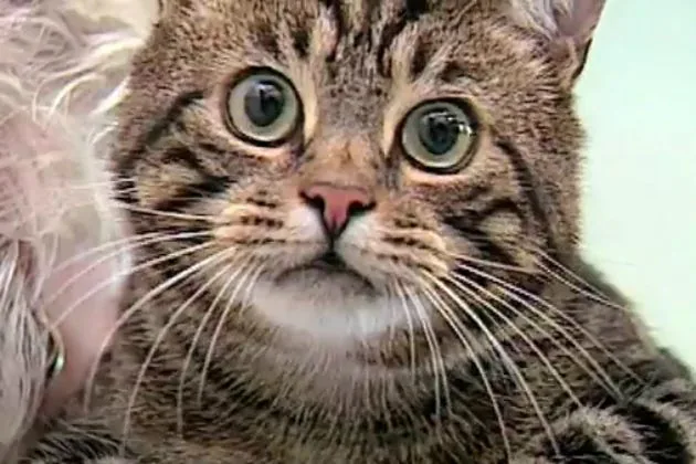#SaveTheInternet by April 25 or the cat gets it… *meow*