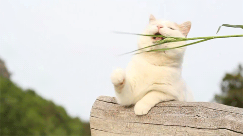 #SaveTheInternet by April 25 or the cat gets it… *meow*
