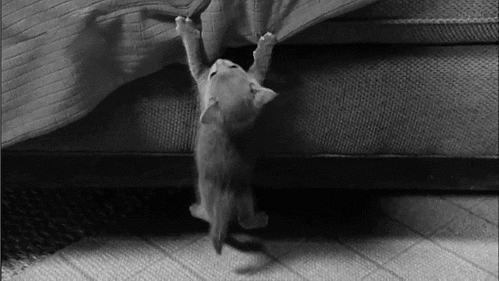 are you kitten me? i can’t hold on furr-ever.